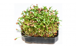 Simply Fresh Coriander-MH   Box  1 pcs